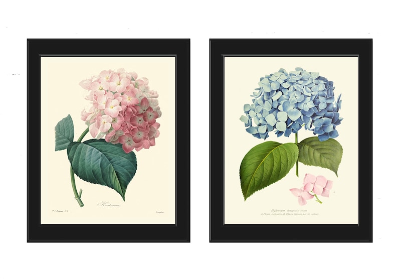 Hydrangea Gartensia Prints Wall Art Set of 2 Pink Blue Flowers Vintage ...