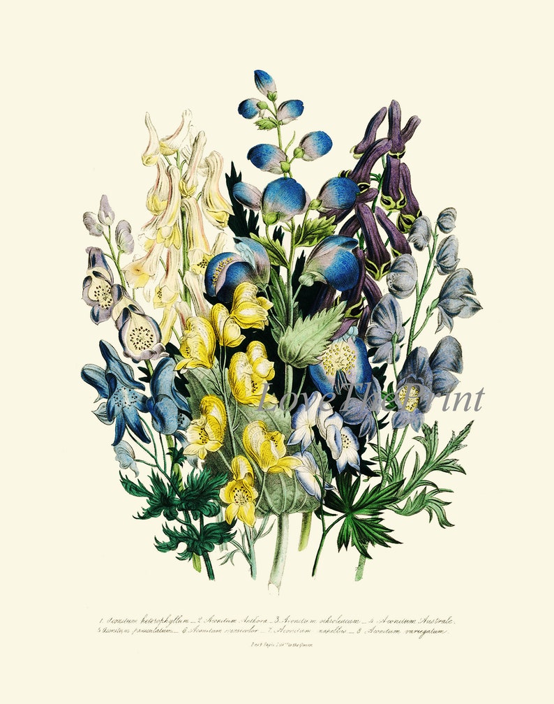 Blue Flowers Botanical Wall Art Set of 6 Prints Beautiful Vintage ...