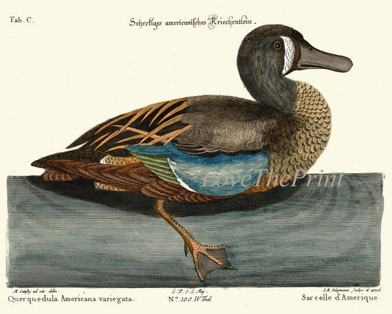 Common Duck イラスト 木製ボード　絵 Vintage Duck Bird Prints Wall Art Set of 6 Antique Farmhouse Lake