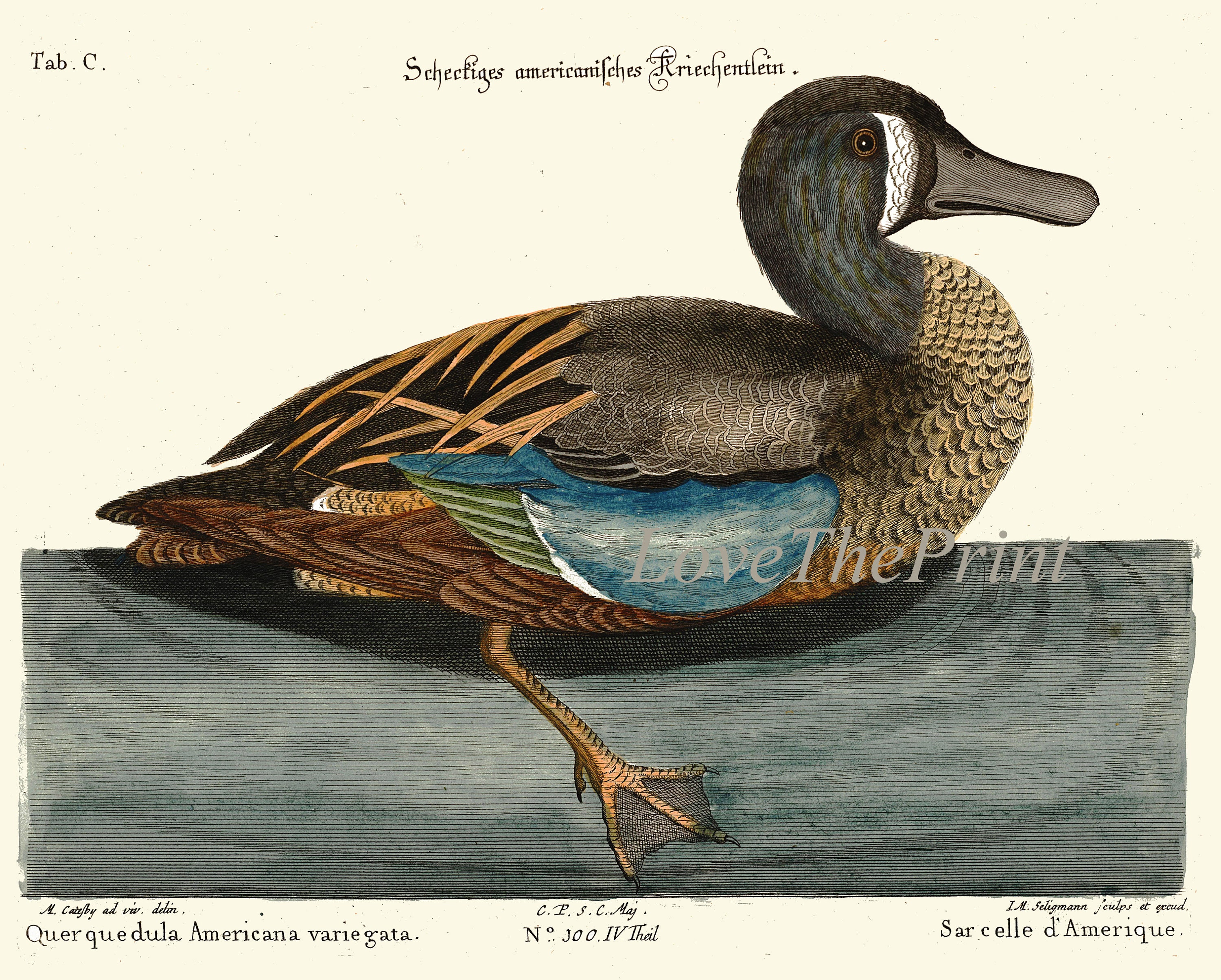 Vintage Duck Bird Prints Wall Art Set of 6 Antique Farmhouse Lake