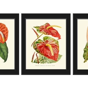 Rosso Anthurium Fiore Botanico Arte da Parete Decor Set di 3 Stampe Bellissimo Antico Vintage Tropicale Giardino Esotico Pianta Home Decor da incorniciare IH