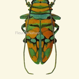 Beetle Prints Wall Art Set of 9 Beautiful Antique Vintage Ladybug ...