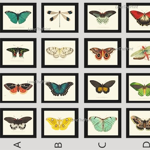 Butterfly Prints Full Wall Art Gallery Set of 16 Beautiful Antique Vintage Colorful Butterflies Interior Poster Home Decor to Frame BNOD