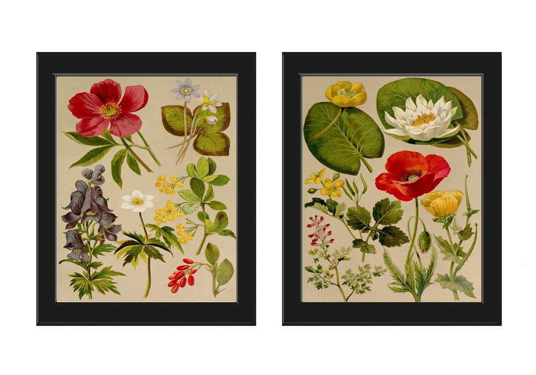 Wildflower Botanical Prints Wall Art Set of 2 Beautiful Antique Vintage ...