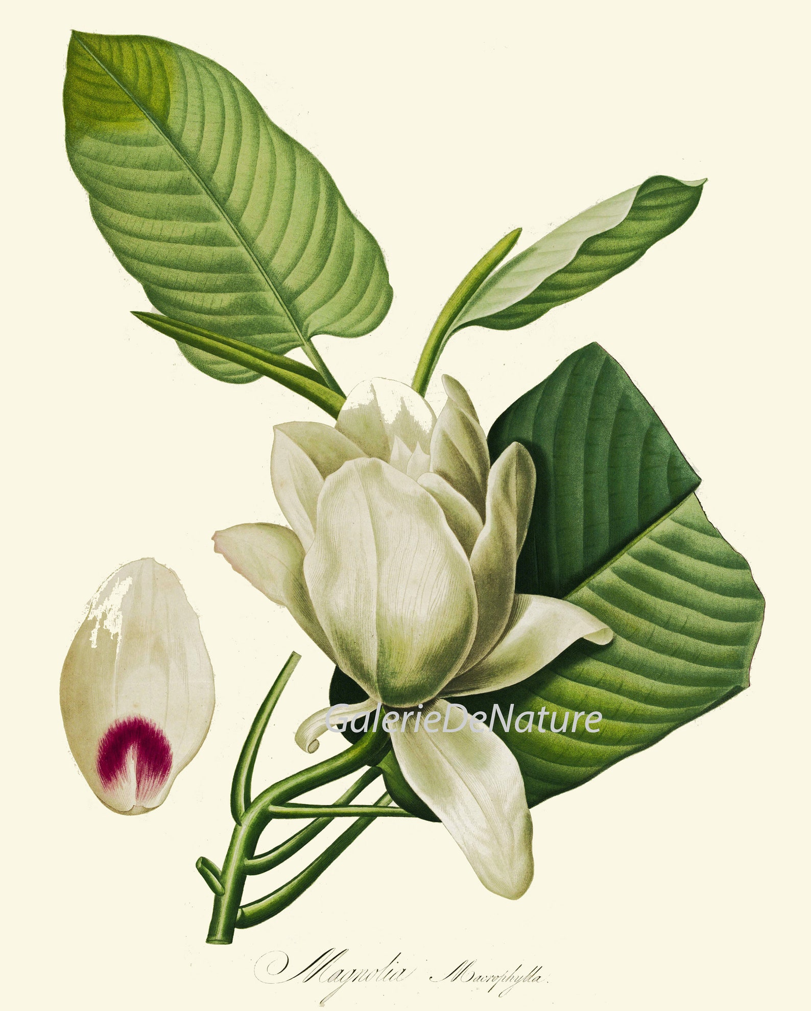 White Flower Botanical Prints Wall Art Set of 12 Beautiful Antique ...