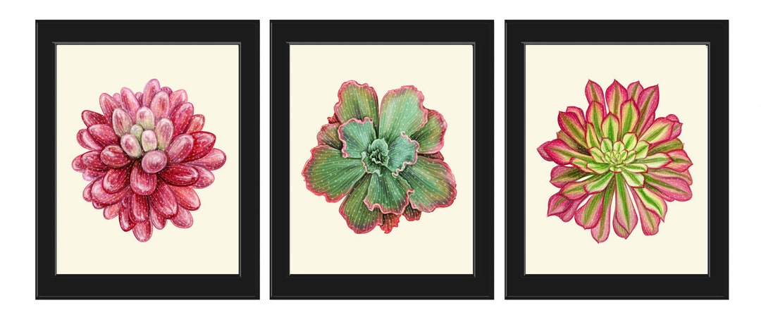 Pink Succulent Prints Botanical Wall Art Set 3 Colorful Plants Flowers ...