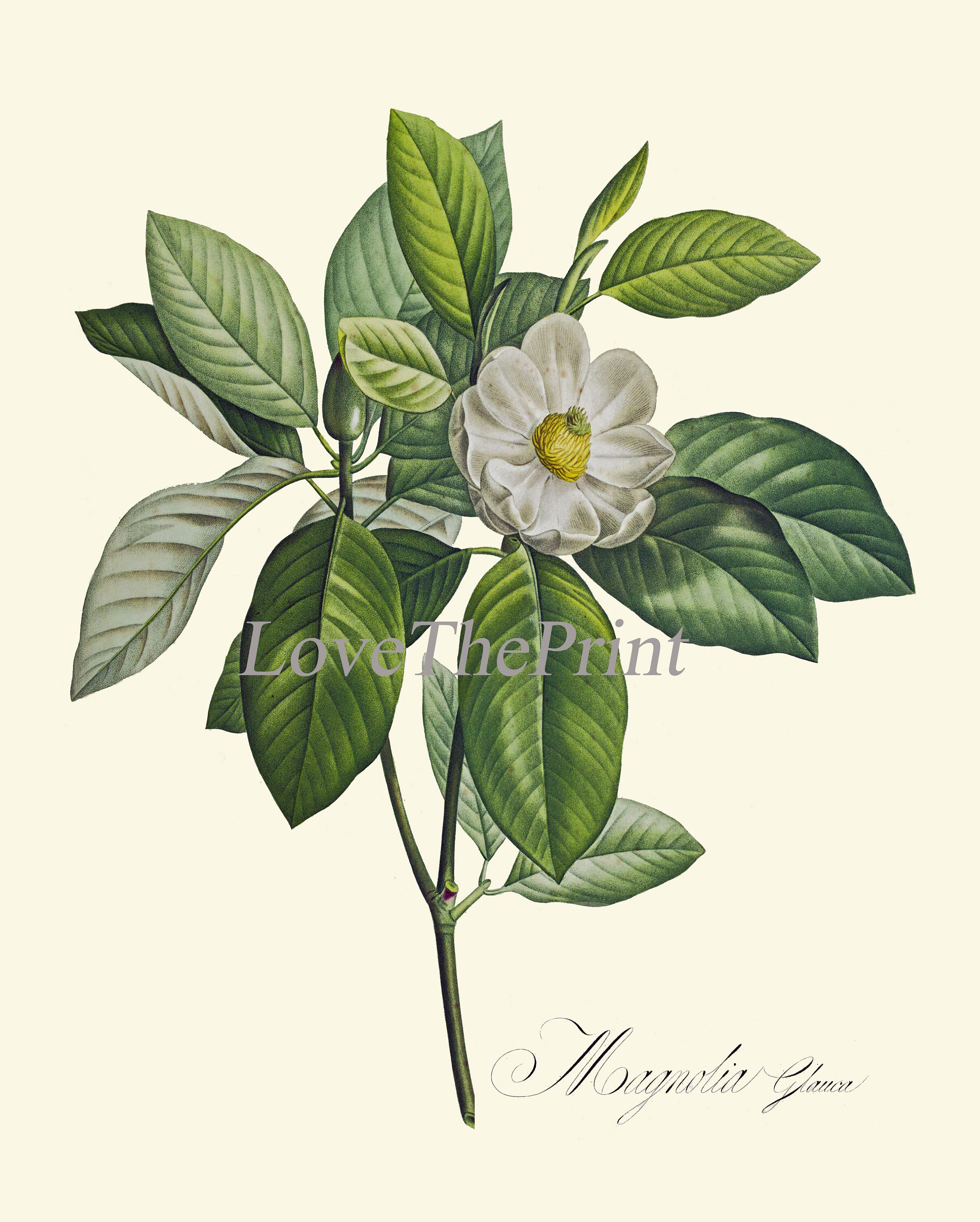 Blooming Magnolia Tree White Flowers Botanical Print Set of 4 Prints ...