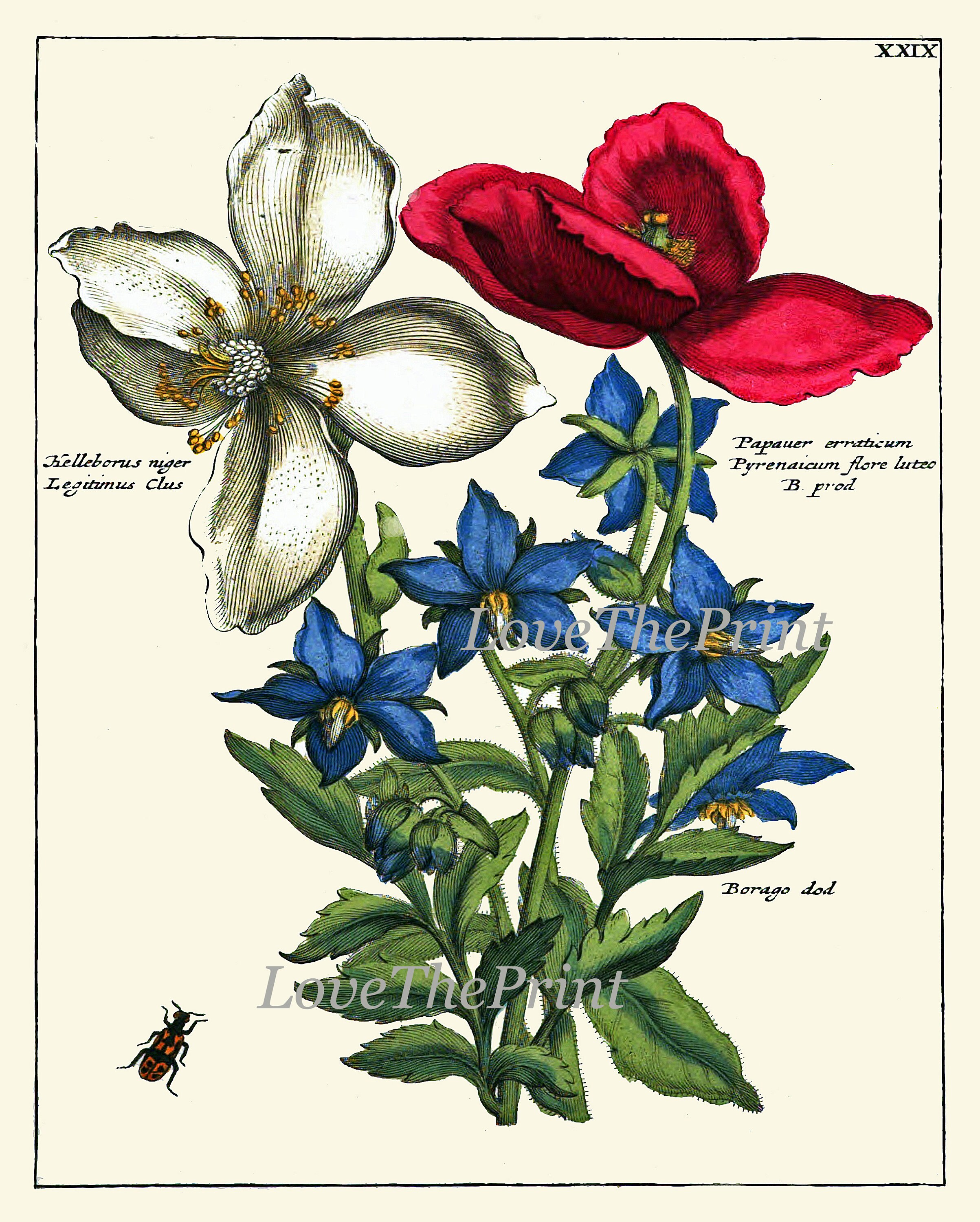 Botanical Prints Wall Art Decor Set of 4 Beautiful Antique Vintage Blue ...