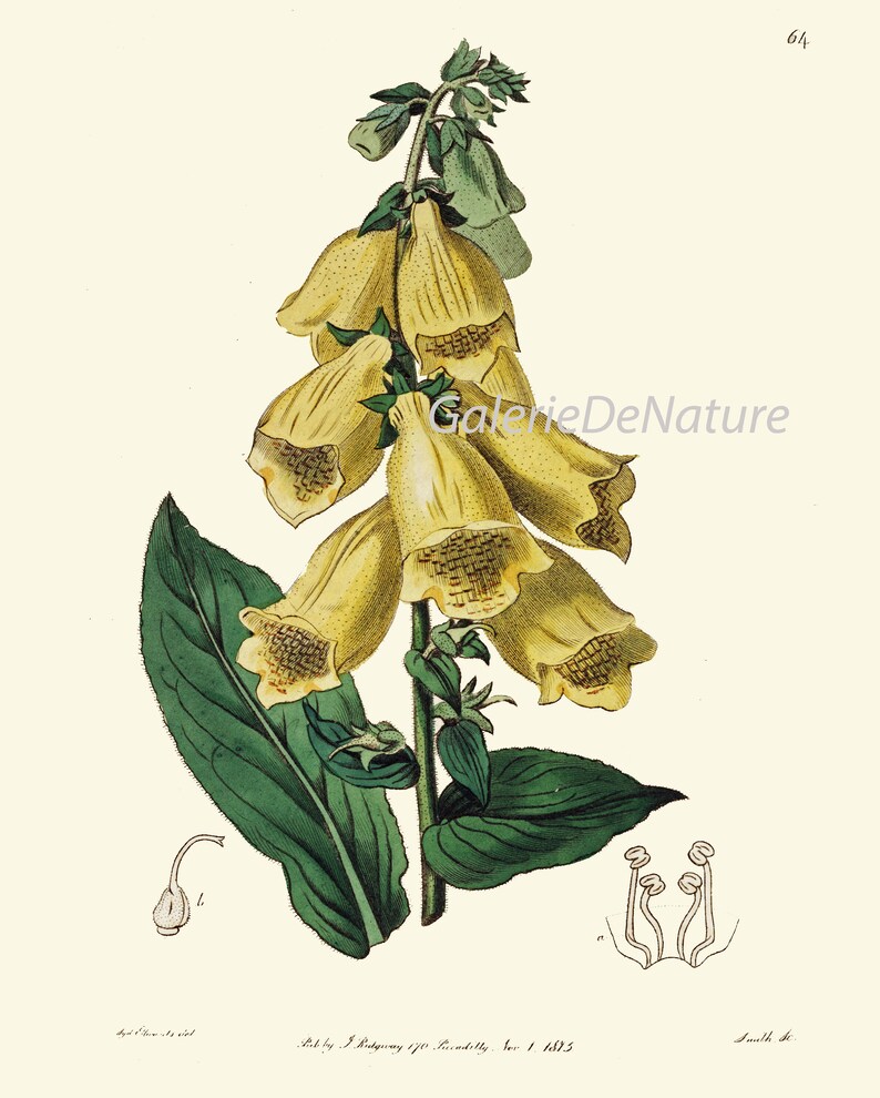 Botanical Prints Wall Art Set of 9 Beautiful Antique Vintage Phlox Rose ...