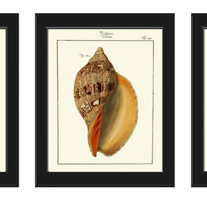 Vintage Seashell Wall Art Set of 3 Prints Beautiful Antique Sea Shells Ocean Beach House Decoration Bathroom Office Home Decor to Frame MART