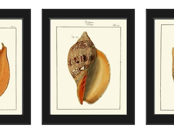 May include: Three vintage illustrations of seashells. Each illustration features a detailed drawing of a seashell with intricate patterns and colors. The illustrations are framed in black frames and have a white background.