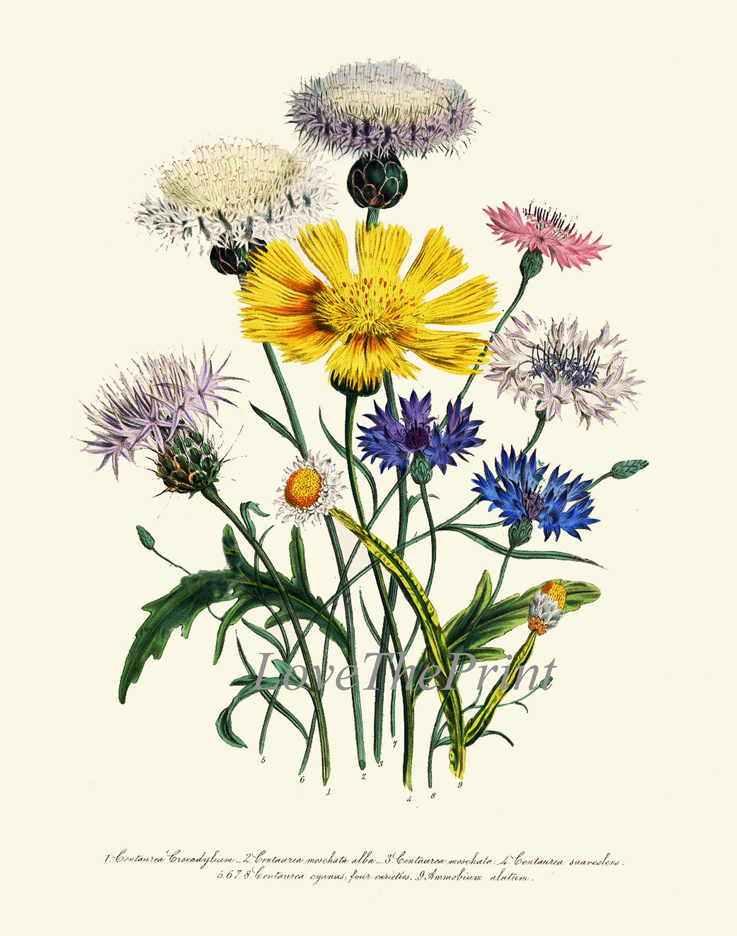 Wildflowers Botanical Wall Art Set of 6 Prints Beautiful Yellow Daisy ...
