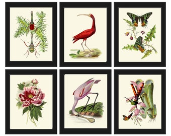 Botanical Wall Art Print Set of 6 Pink Red Birds Flowers Butterflies Beetles Beautiful Flowers Outdoor Nature Garden Home Decor to Frame LJD