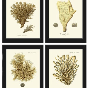 Vintage Corals Prints Wall Art Set of 4 Beautiful Antique Natural Colors Sea Ocean Beach Tropical Bathroom Bedroom Home Decor to Frame ESPE