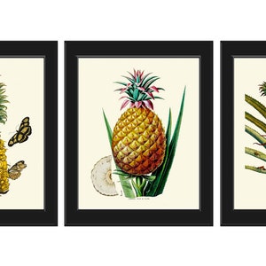 Pineapple Tropical Fruit Botanical Wall Art Set 3 Prints Beautiful Vintage Antique Kitchen Dinning Room Home Decor Large Sizes to Frame PINA