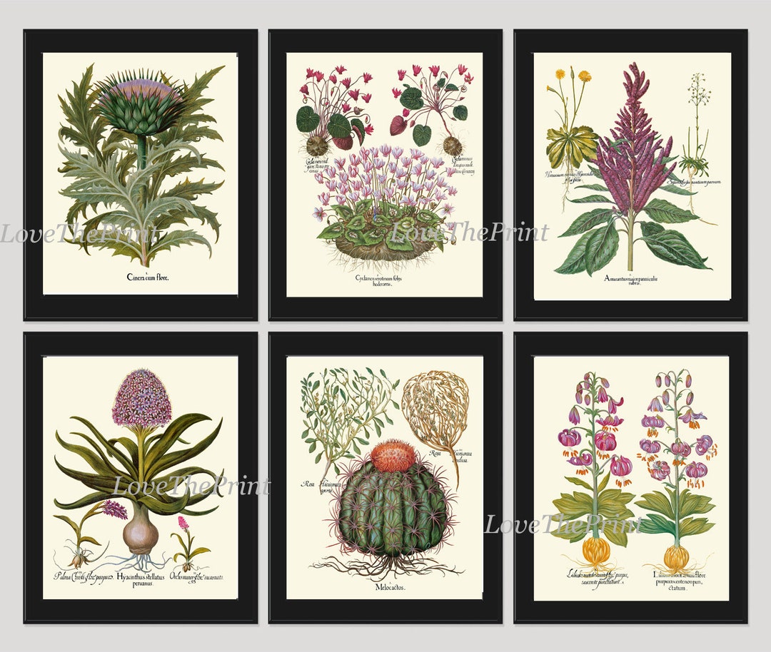 Botanical Wall Home Decor Art Set of 6 Prints Beautiful Antique Vintage ...