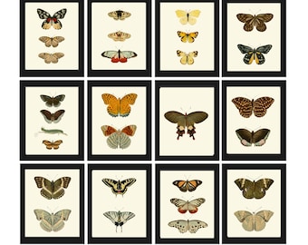 Schmetterling Drucke Große Galerie Wand Kunst Set von 16 Schöne Antike Vintage Interior Design Dekoration Designer Wohnkultur DFSN Rahmen