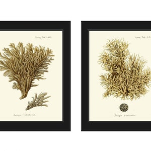 Coral Wall Art Set of 2 Prints Beautiful Antique Vintage Sea Ocean Beach House Marine Coastal Bathroom Bedroom Home Room Decor to Frame ESPE