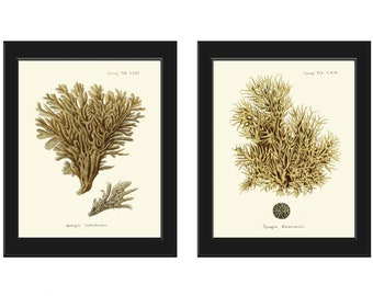 May include: Two framed botanical prints featuring detailed illustrations of sea sponges. The artwork showcases the sponges in shades of brown and beige against a cream background. The prints are encased in black frames, adding a classic touch to the marine-themed art.