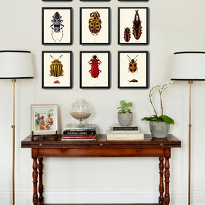 Beetle Prints Wall Art Set of 9 Beautiful Antique Vintage Ladybug ...