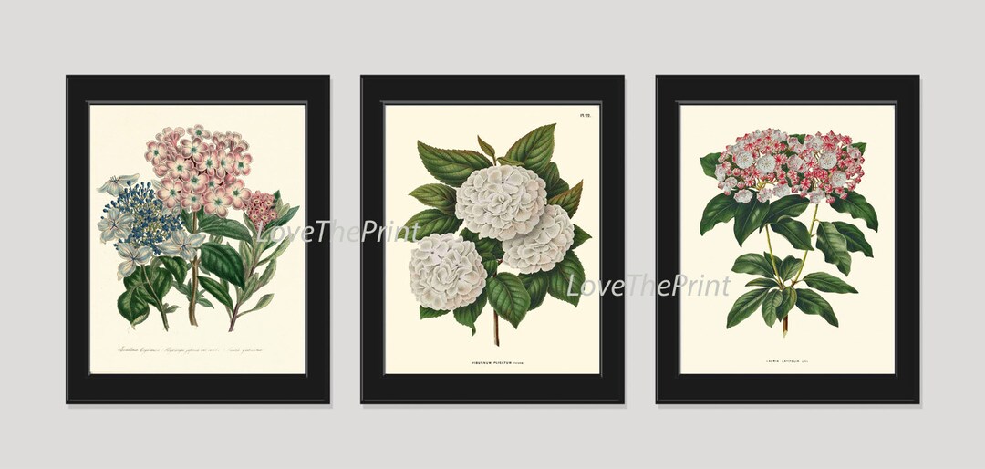 Hydrangea Botanical Wall Art Set of 3 Prints Beautiful Antique Vintage ...