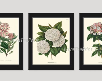 Hydrangea Botanical Wall Art Set of 3 Prints Beautiful Antique Vintage White Pink Blue Flowers Hortensia Home Room Decor to Frame HYDR