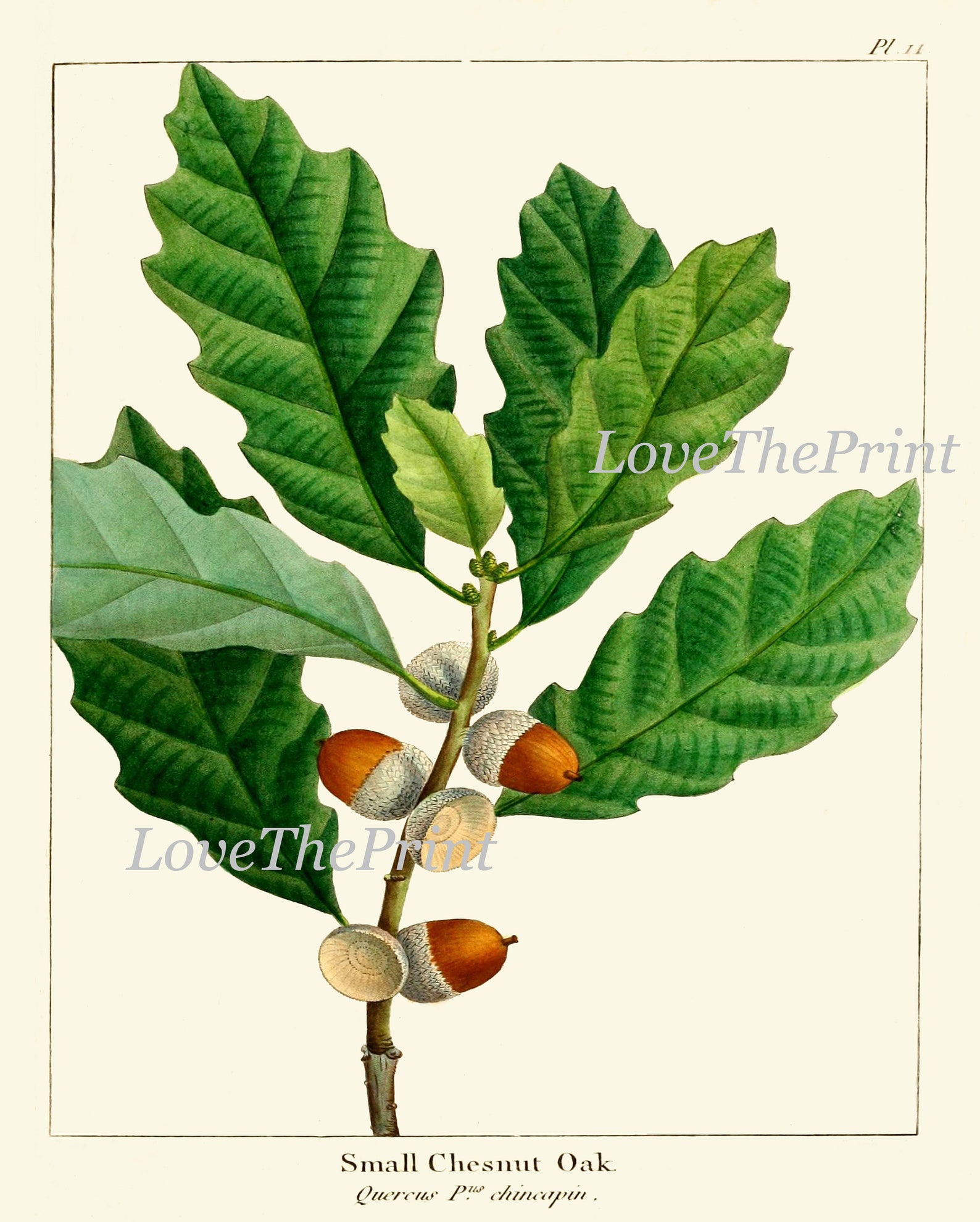 Acorn Botanical Wall Art Set of 6 Prints Beautiful Antique Vintage ...