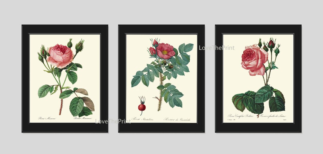 Pink Red Roses Botanical Wall Art Set of 3 Prints Beautiful Antique ...