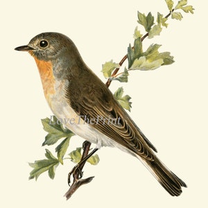 Bird Wall Art Set of 12 Prints Beautiful Antique Vintage Songbirds Bird ...