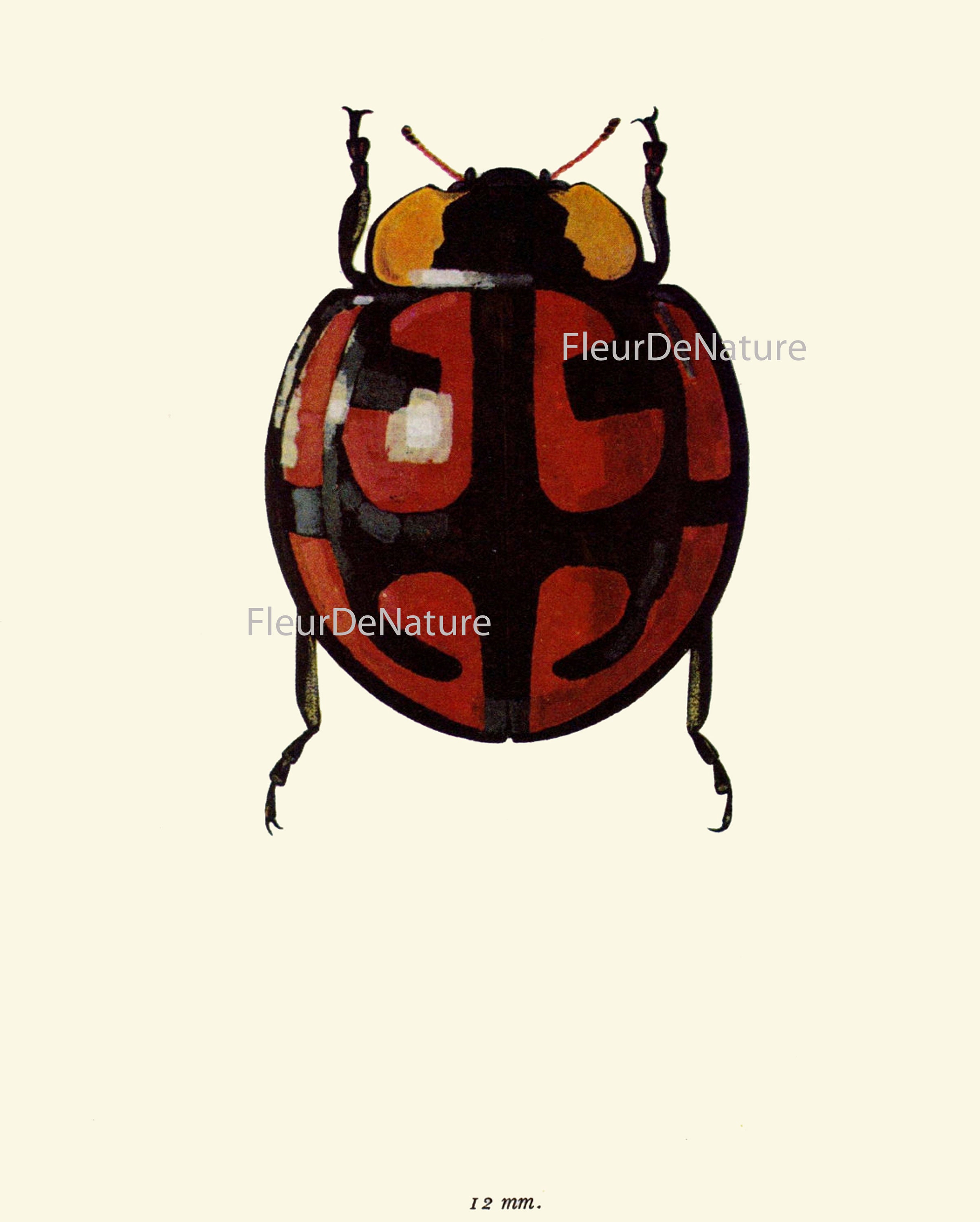 Beetle Prints Wall Art Set of 9 Beautiful Antique Vintage Ladybug ...