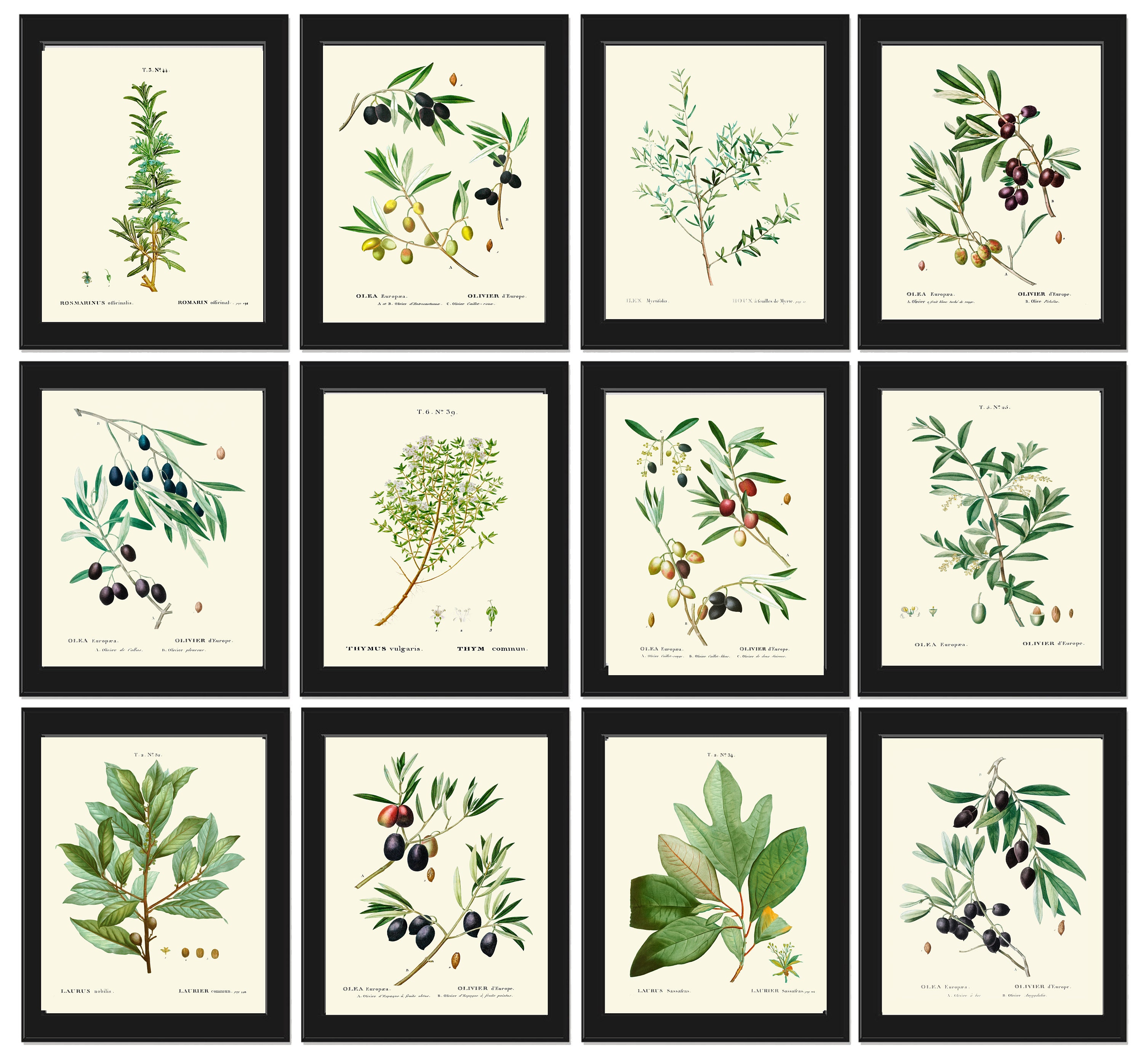 Herbs Botanical Wall Art Set of 12 Prints Beautiful Antique - Etsy