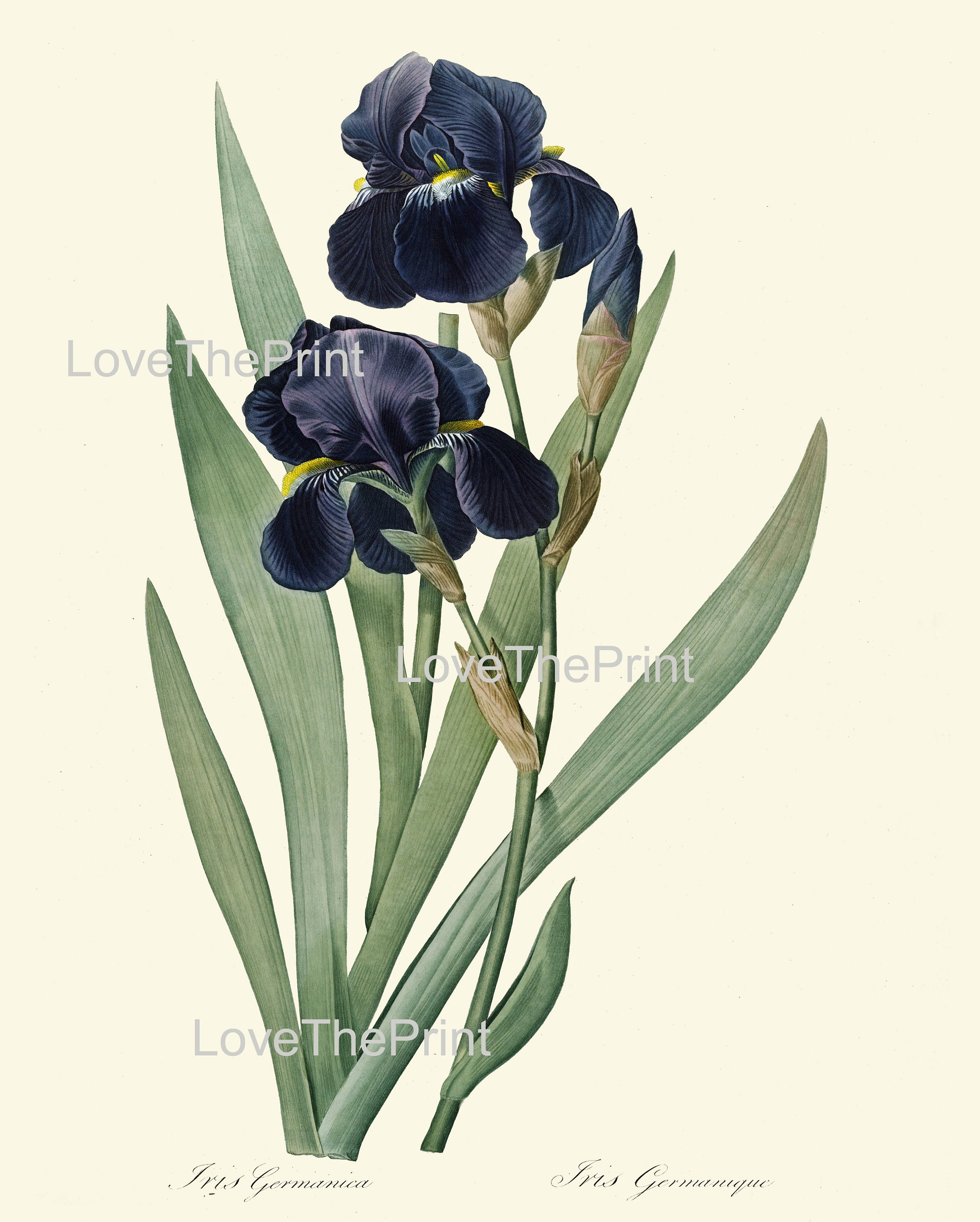Blue Flowers Botanical Wall Art Set of 4 Prints Beautiful Vintage ...