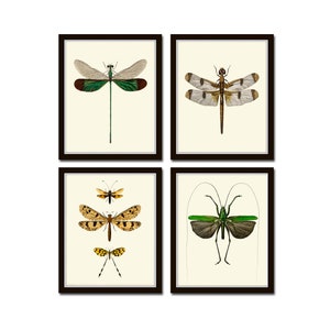 Vintage Dragonfly Wall Art Set of 4 Prints Beautiful Antique Locust Outdoor Nature Cute Bugs Insects Home Room Decor Decoration to Frame GSZ