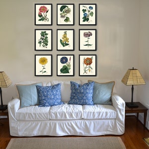 Botanical Prints Wall Art Set of 9 Beautiful Antique Vintage Phlox Rose ...