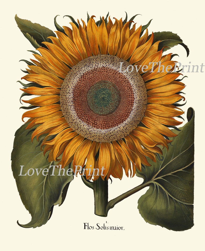 Botanical Wall Decor Art Set of 6 Prints Beautiful Vintage Antique ...