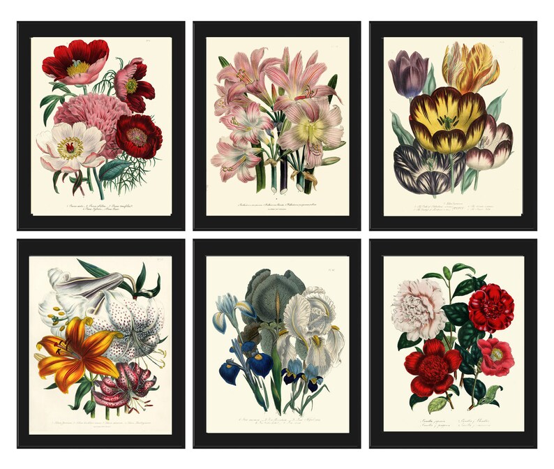 Botanical Wall Art Set of 6 Prints Beautiful Vintage Antique Red White ...