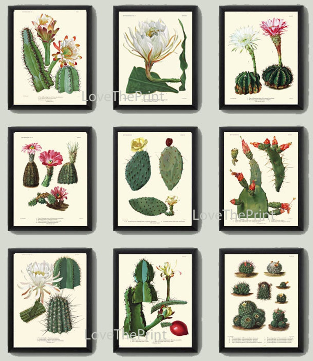 Cactus Botanical Wall Art Set of 9 Prints Beautiful Pink White Blooming ...