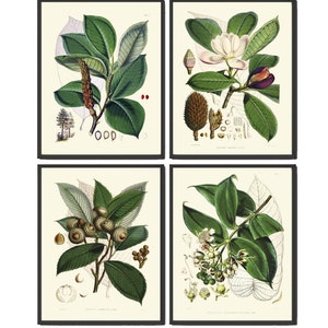 Tree Leaf Magnolia Botanical Wall Art Set of 4 Prints Beautiful Antique Vintage Outdoor Nature Green Leaves Flower Home Decor to Frame KOH