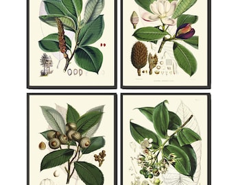Tree Leaf Magnolia Botanical Wall Art Set de 4 impresiones Beautiful Antique Vintage Outdoor Nature Green Leaves Flower Home Decor to Frame KOH