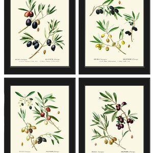 Olivenbaum Zweig Botanischer Druck 4er Set Schöne Antike Vintage Wand Kunst Esszimmer Küche Kräuter Garten Home Room Dekor umrahmen REDT