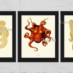 Octopus Prints Wall Art Set of 3 Beautiful Antique Vintage Sea Ocean Beach Tropical Marine Science Nautical Poster Home Decor to Frame ODC