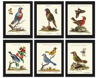 Puede incluir: Seis ilustraciones vintage de pájaros, cada una enmarcada en negro. Las ilustraciones son de estilo detallado con colores vibrantes. Los pájaros se representan en varias poses, algunos posados en ramas, otros en vuelo. Las ilustraciones van acompañadas de texto en alemán y latín.