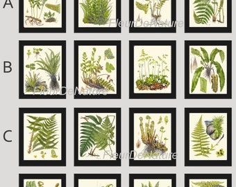 Vintage Fern Prints Set of 16 Beautiful Antique Botanical Wall Art Green Ferns Forest Nature Bedroom Living Room Home Decor to Frame LIN