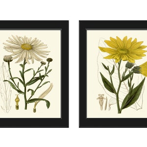 Vintage Daisy Daisies Botanical Prints Wall Art Set of 2 White Yellow Wildflower Drawing Painting Illustration Flower Home Decor to Frame CU
