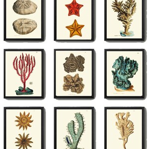 May include: Nine vintage illustrations of sea life, including starfish, coral, and sea urchins. The illustrations are in a botanical style and are printed on a cream-colored background.