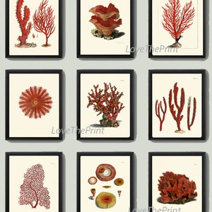 Red Corals Wall Art Set of 9 Prints Beautiful Antique Coastal Tropical Sea Ocean Marine Nature Science Beach Home Decor to Frame ELLIS