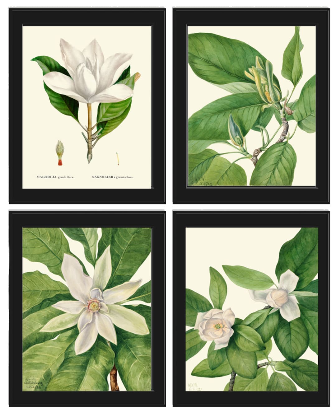 Magnolia Tree Flowers Wall Art Decor Set of 4 Prints Beautiful Antique ...