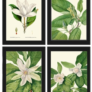 Puede incluir: Cuatro ilustraciones botánicas de flores y hojas de magnolia. Las ilustraciones son de estilo vintage con flores blancas y hojas verdes sobre un fondo crema. Las ilustraciones están enmarcadas en negro.