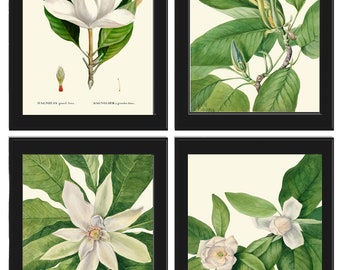 Magnolia Tree Flowers Wall Art Decor Set of 4 Prints Beautiful Antique Vintage White Green Nature Spring Garden Home Decor to Frame MVW