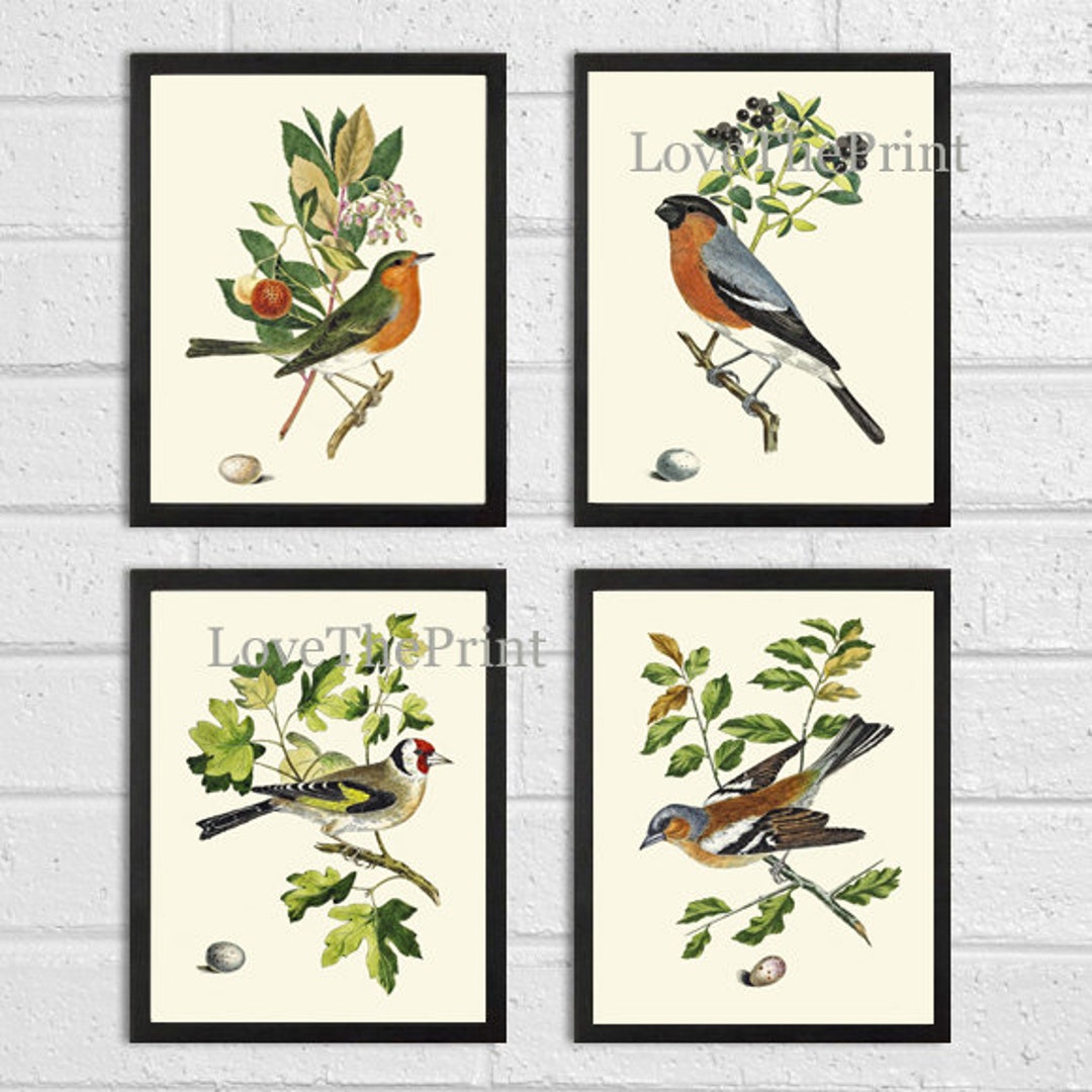 Vintage Bird Wall Art Print Set of 4 Beautiful Nature Bedroom Office Cabin Farmhouse Dining Room
